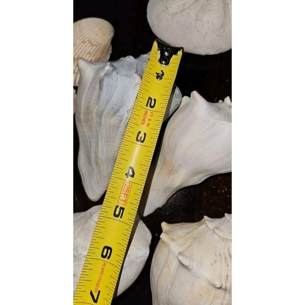 18‎ Lot: 16 Seashells &2 Puff Sand Dollars Sells Only!